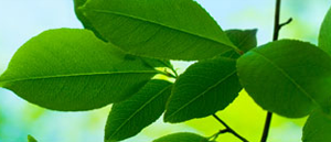Green Environment - leaves